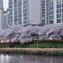 온천천시민공원 영산홍 이미지