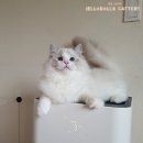 캣돌 캐터리 이미지