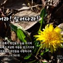 PICTURE&TEXT_20230226_시편 146편 8절_깨어라 일어나라_사순절 첫 번째 주일 묵상_처음 민들레_교회 정원에서 이미지