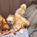 초록동물병원 이미지