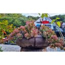 퇴촌 낭만펜션 이미지