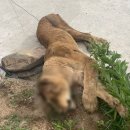 옥계목장 이미지