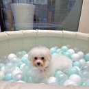 멜로우퍼피 이미지