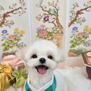 보드레 애견미용실 이미지