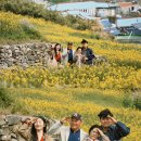 완도항구 | [전남 4월 가볼만한곳] 26년 청산도 유채꽃 피는 개화시기 4월 청산도 슬로걷기축제 완도가족여행 방문후기