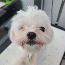 러블리 멍멍이 이미지