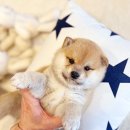 해피애견타운 분당판교점 | 분당강아지분양 1인 가구 추천 펫샵!