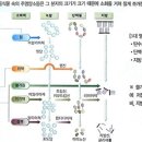 소화 효소의 종류 이미지