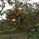 마을회관옆 이미지