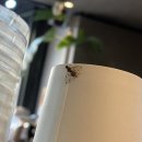 롯데광복카파 | [#114] 날아올라! 호! 저 하늘! 호!