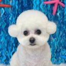 헬로우 그루밍 이미지