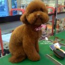 오드리 애견미용실 이미지