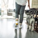 우아한강아지 이미지