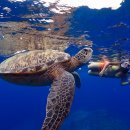 거북이투어 | 🐢 사이판 거북이 투어 완전정복 | 사이판 거북이호핑투어 실제 후기 & 예약 꿀팁까지