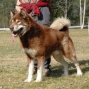 그린란드 도그(Greenland Dog,그린란드 독,그린랜드 도그,그린랜드 독) 이미지