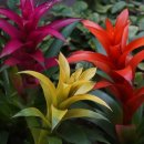 아나나스 이미지