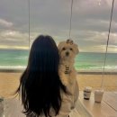 몽이 애견샵 | 말티즈 몽이의 5월 양양 2주살이 모음 강아지일상