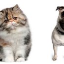 개와고양이 이미지