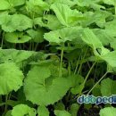 오늘밥상 이미지