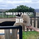 동구릉로460번길 | 구리 알파카카페 파차 후기｜아이와 먹이체험까지 가능한 근교 카페