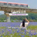 신곡 신일아파트입구 | 의정부 가볼만한곳 신곡새빛정원 수레국화가 있는 의정부 공원