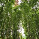 토스반도안경 | 꿈빛파티시엘 꼼짝마라야~