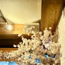 능안로1 | [야마] 문흥동 맛집 이자카야 추천 INFP 내향인 웨이팅 1시간후 먹어본 내돈내산 꼬치구이 솔직 리뷰🍡