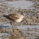 서천 바닷가 갯벌 이미지