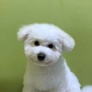 올리스 방이점 이미지