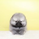 퍼피당강아지 안산본점 | 안산포메라니안분양(매송,군포,양촌)10군데 방문 후 결정한 강아지분양