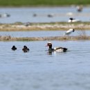 몽골의 새30 - Red-crested Pochard(붉은부리흰죽지) 이미지