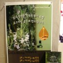 아지양이 펫샵 | 청주 피부관리 이어캔들테라피 샤인스킨케어 하복대피부샵 추천