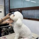 애견미용사의 꿈은 에이스 일산애견미용학원에서~~~