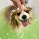 그루밍 멈머 이미지