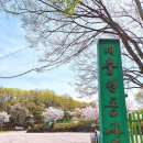 광주시청 | 벚꽃 만발 경기도 광주 충현동산 엄마 산소에서