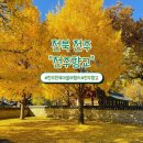 임실향교대성전 | 전주한옥마을 여행 가볼 만한 곳 노랗게 물든 아름다운 전주향교 은행나무