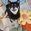 멍스 | 오산애견호텔 개별룸 신라멍스 너무좋았던 후기