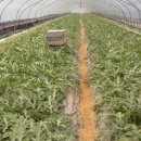 옥분농장 이미지