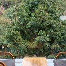제주커피박물관 바움 | 제주 가볼만한곳 성산 카페 제주커피박물관 바움