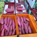 꿀밤농장 이미지