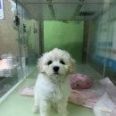 와우펫마트 이미지