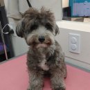 이뻐진개 이미지