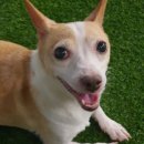 김제강아지 이미지