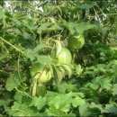 하늘타리 이미지