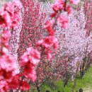 상백마을 이미지