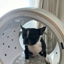 글램독통영 이미지