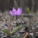 국립백두대간수목원 판매센터 이미지