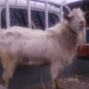 종부농장 이미지