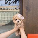 수아펫 이미지
