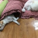 네일디테 이미지
